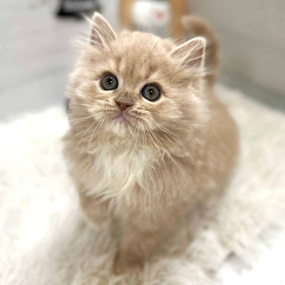 わんちゃんねこちゃん大集合🐾新入生紹介!! ペットショップ犬の家猫の